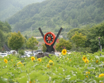 태백 해바라기 축제_15