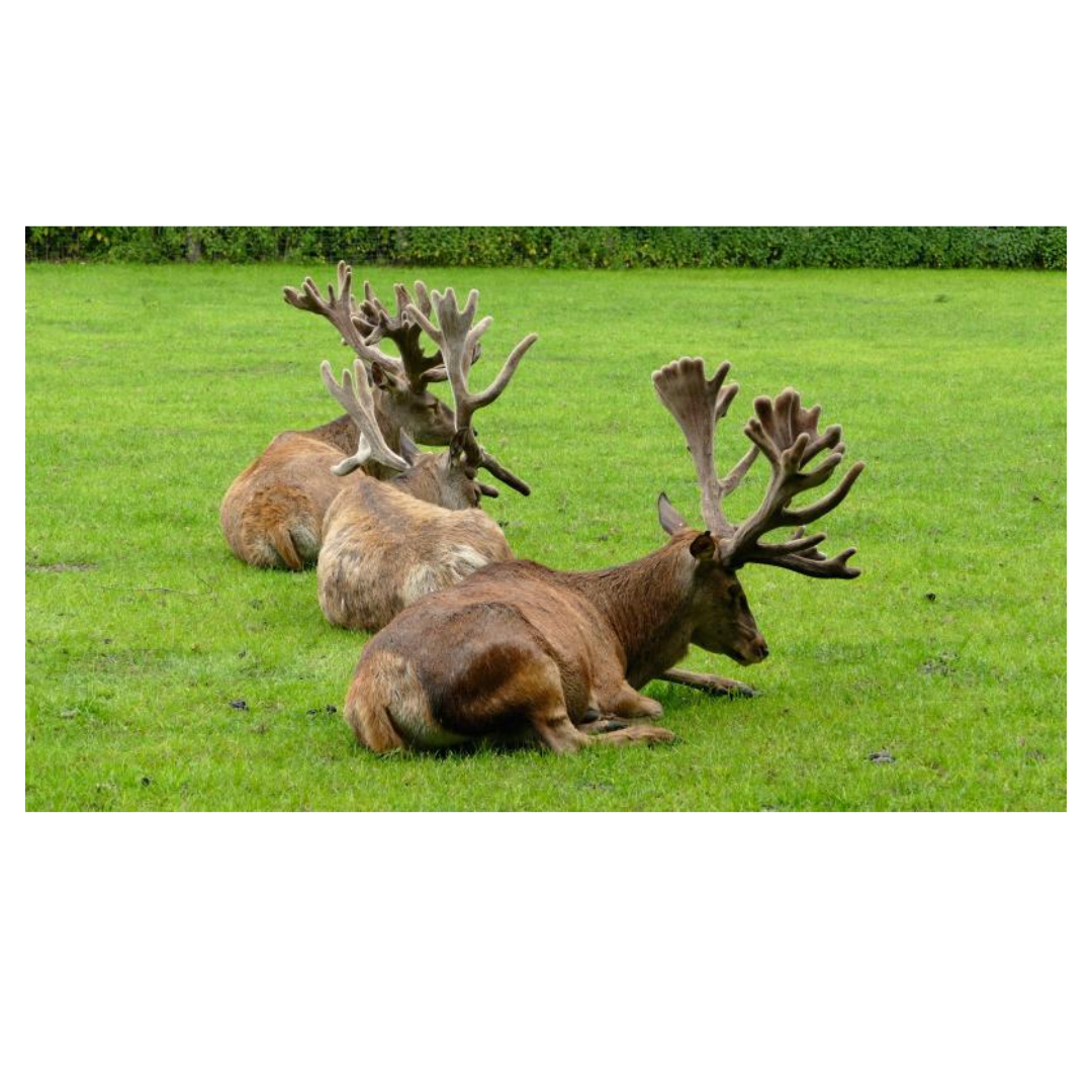 녹용과 관련된 사진입니다.