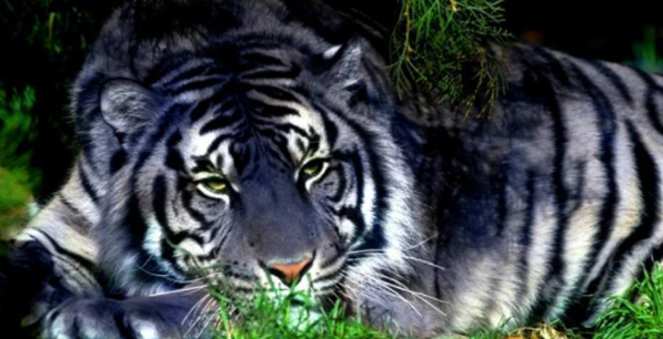 검은호랑이-업드려-있는-사진