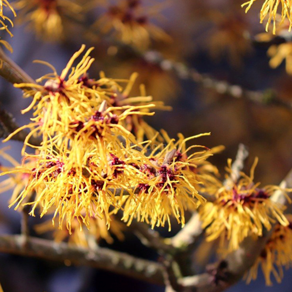 위치하젤나무 (Witch Hazel Tree)