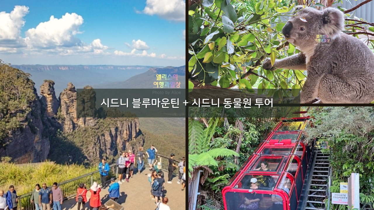 시드니 근교 블루마운틴 투어 가격 솔직 후기 + 시드니 동물원 일일투어