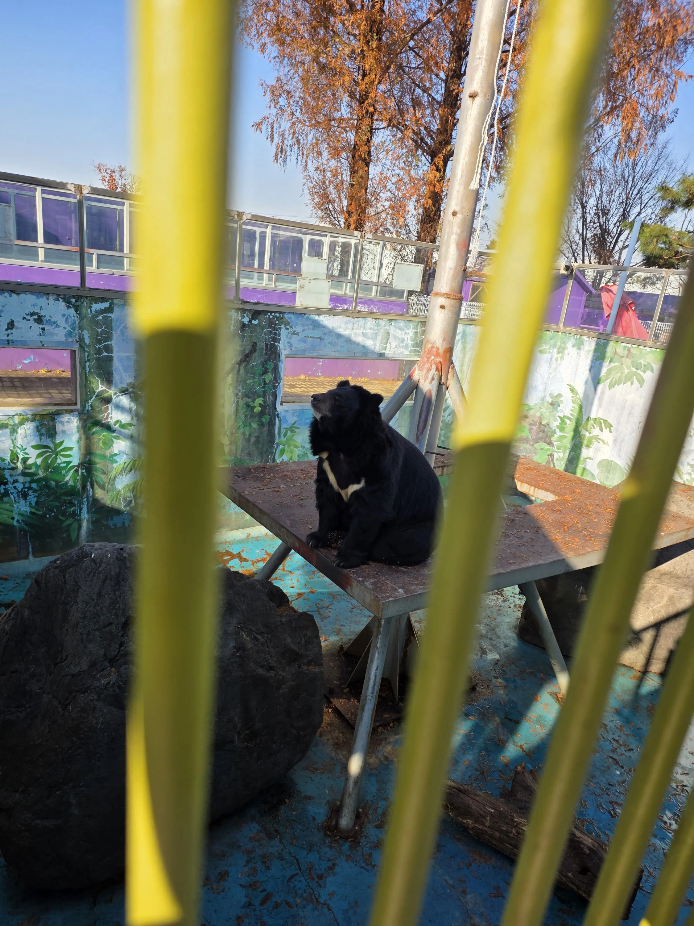 야외 동물원 우리 안에서 앉아 있는 반달가슴곰