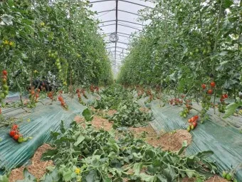 방울토마토 재배 화분 키우기 적심 유인 당도 관리_7