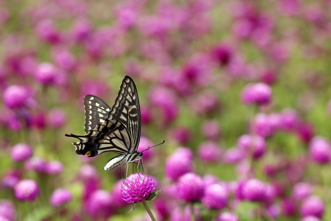 양주시 천일홍 축제 천만송이 일정 입장료 주차장 프로그램