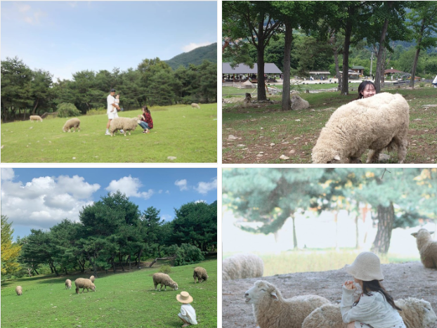 출처-해피초원목장