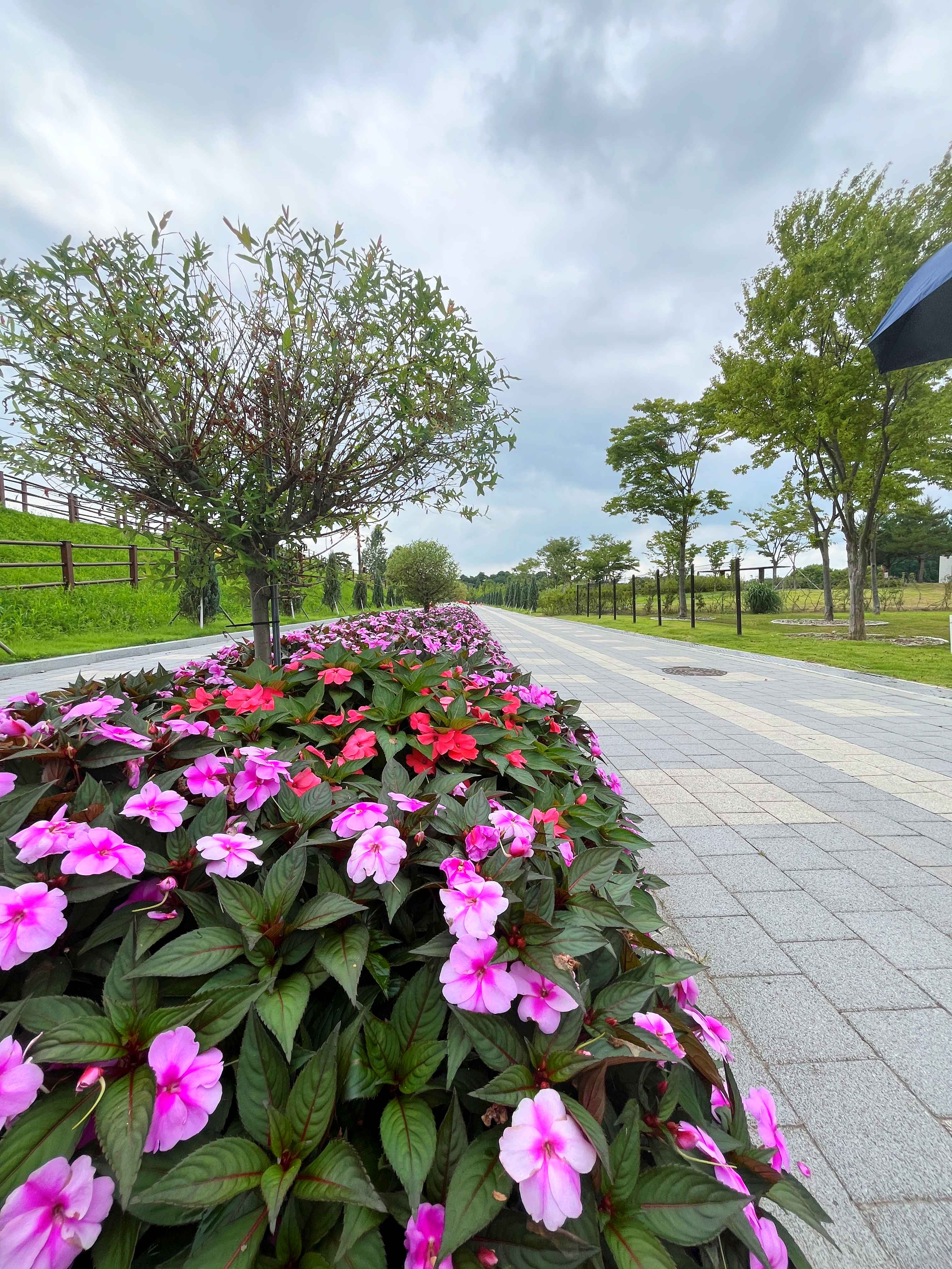 인천 드림파크 야생화단지 버베나