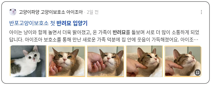 반려묘 입양기_2_subsection