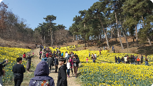 유기방가옥 수선화풍경 이미지 출처: 유기방가옥