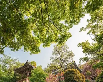 개심사 청벚꽃 개화시기 겹벚꽃 명소_4