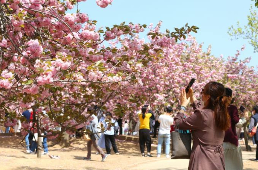 경주벚꽃축제