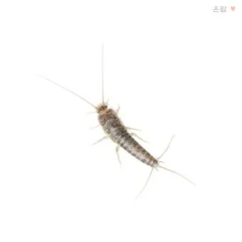 좀벌레 생기는 원인과 퇴치법 하얀벌레 제거 방법_3