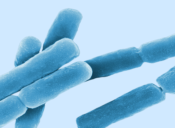 꼬리가 있는세균, 막대세균 탄저균