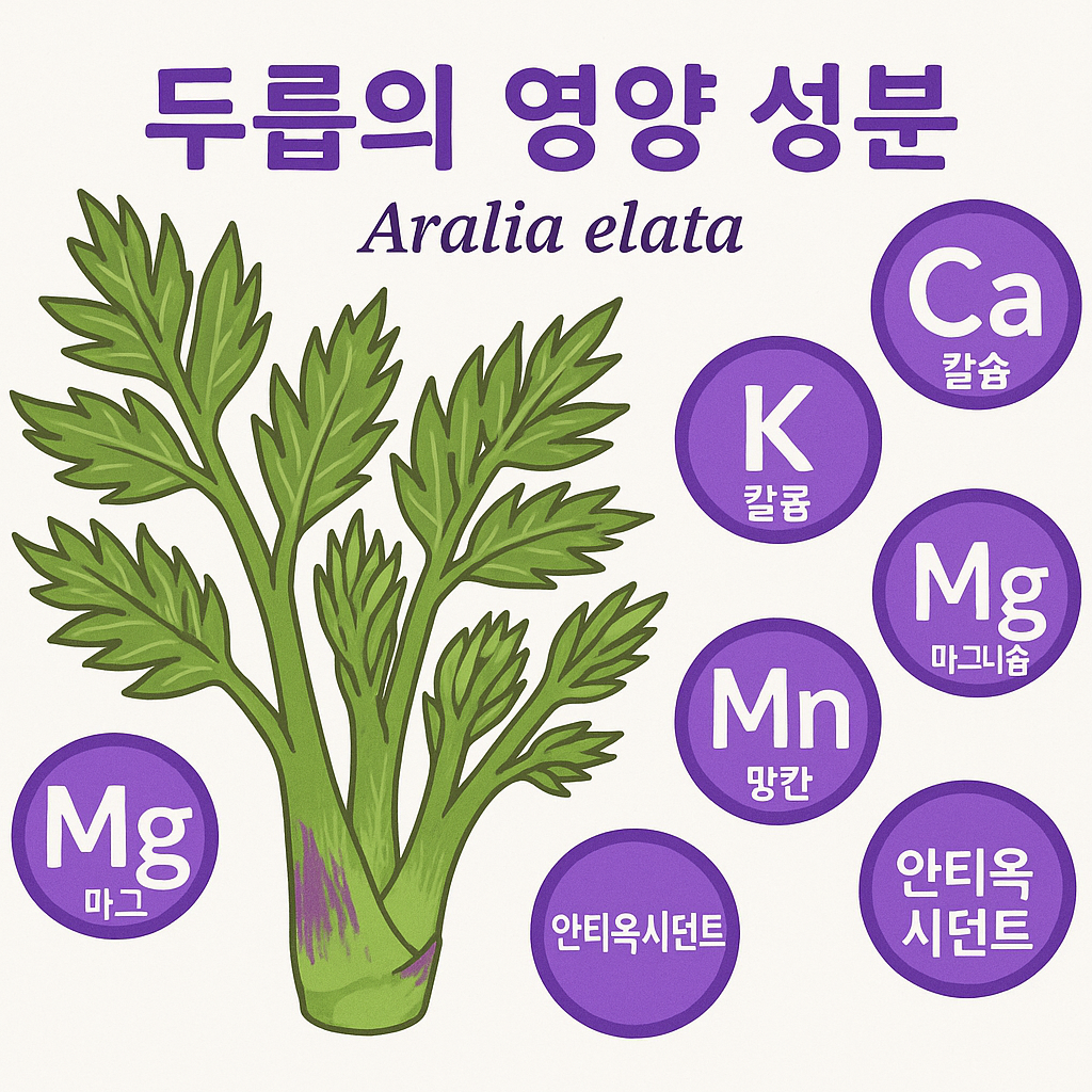 엄나무순의 주요 영양소와 효능을 보여주는 인포그래픽