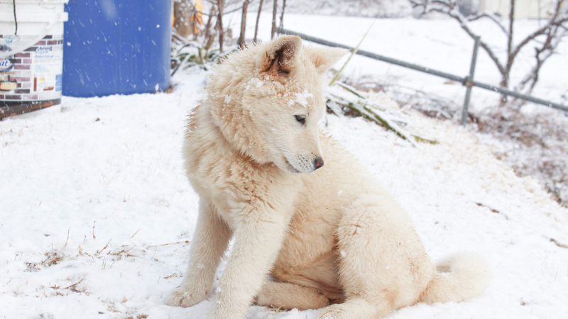 추위에 강한 강아지 견종