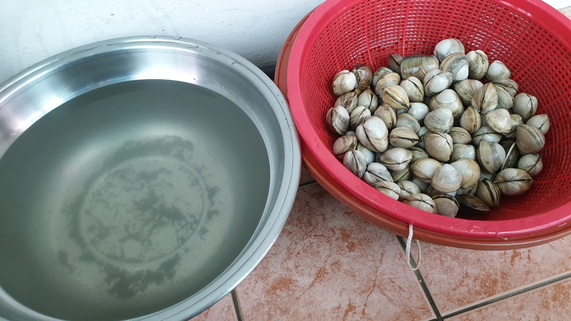 조개 해감하는 모습