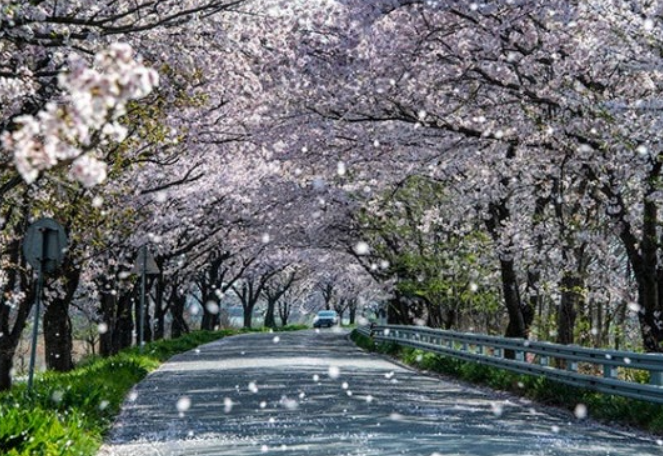 전주-벚꽃-명소