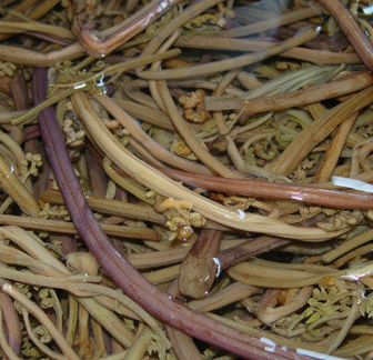 고사리 효능과 부작용 고르는법 칼로리