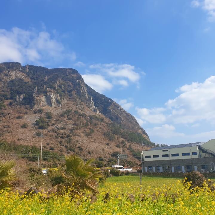산방산 유채꽃