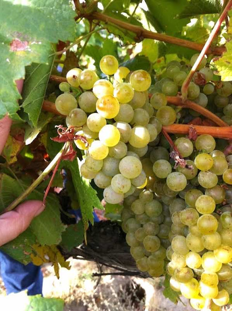 샤르도네 포도와 포도잎