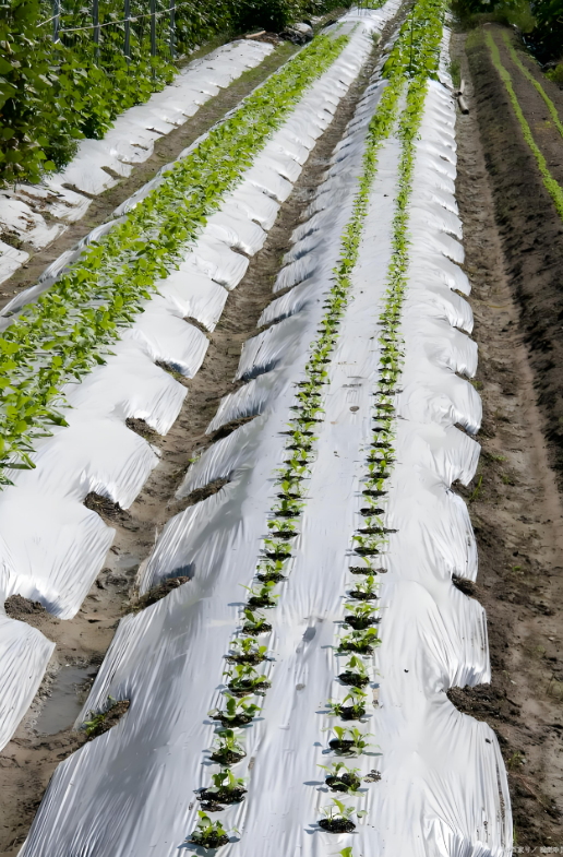 고온대응형작물명칭제품