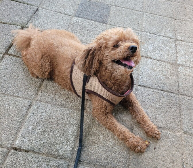 강아지-발치-후기