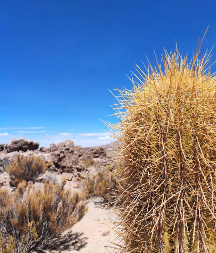 우유니 소금사막 투어비용 일정별&middot;시즌별 상세 가이드