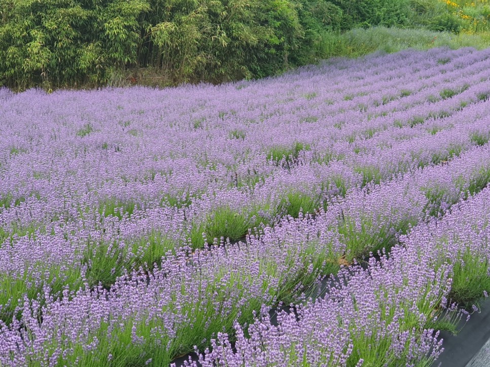 고창 라벤더 축제