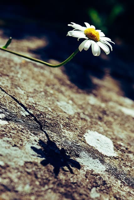 물의 그림자는 살아 있다– 빛의 반대편에서 피어나는 생명