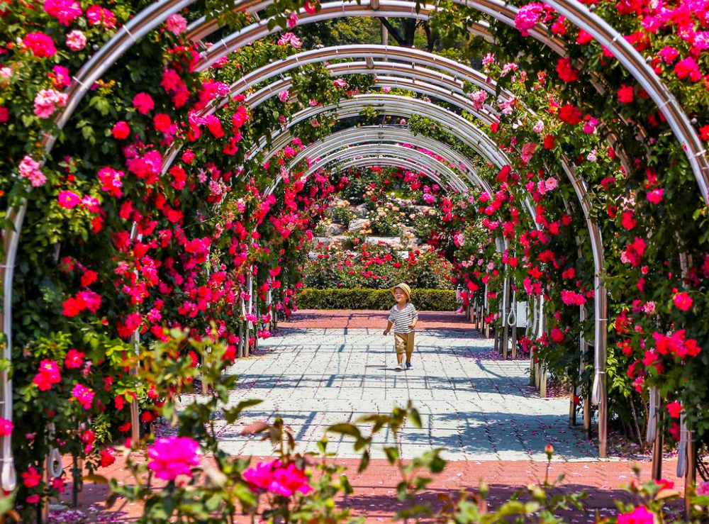 2025 삼척 장미축제