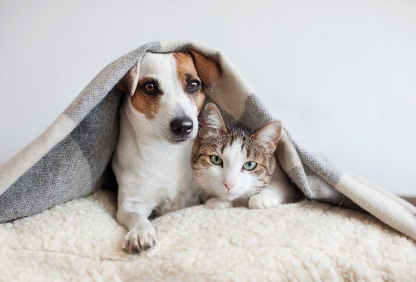 개와 고양이를 함께 키워도 괜찮아?