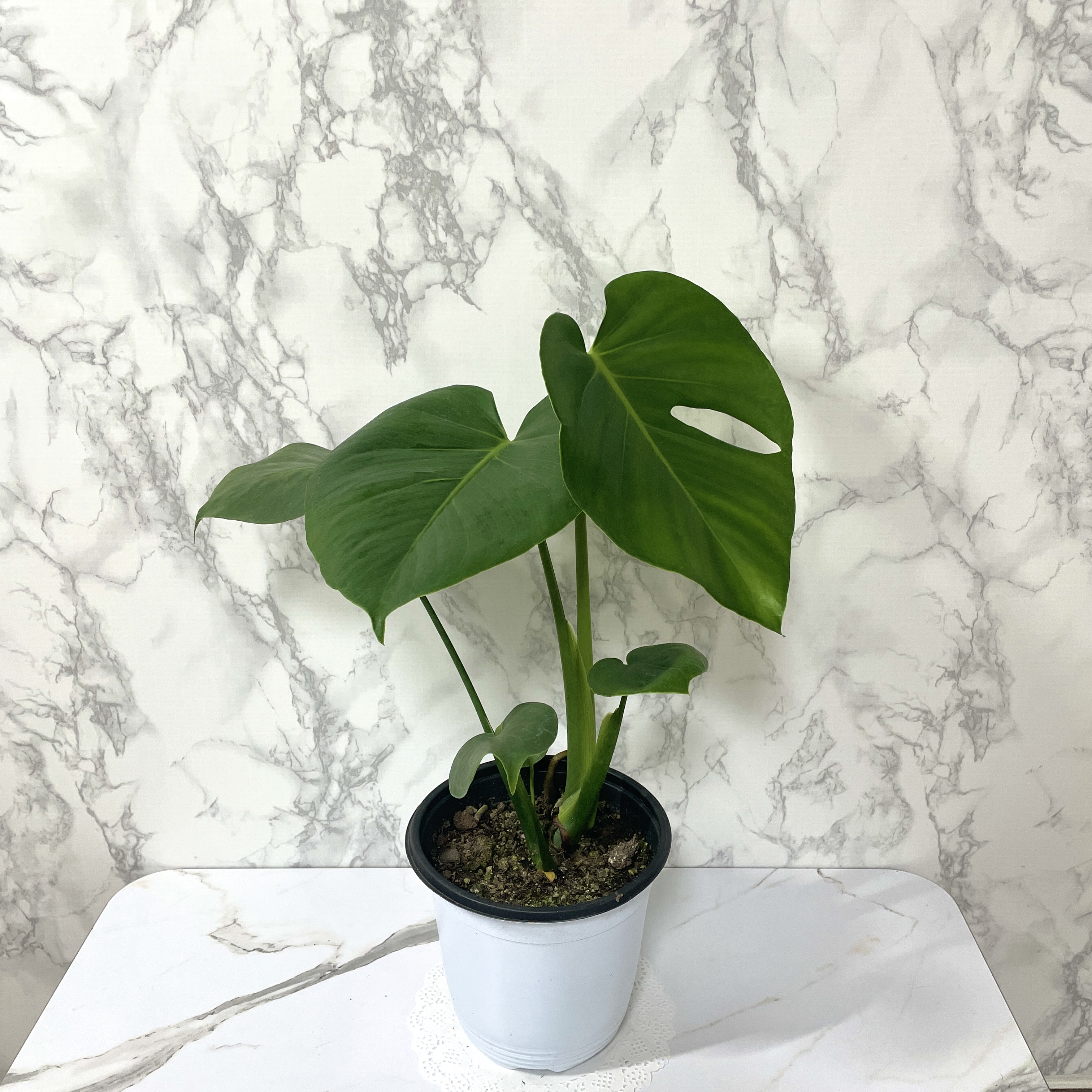 몬스테라 키우기 물주기 수경재배 분갈이 가지치기