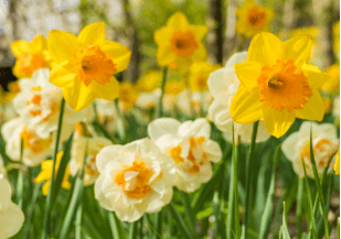 화담숲 예약 방법&amp;#44; 모노레일 시간