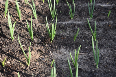 농민수당 자격 신청기간 지급시기