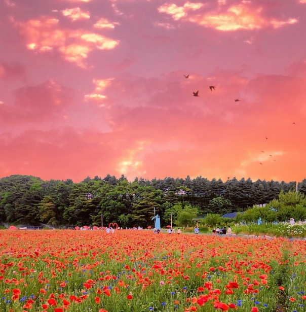 원주 용수골 꽃양귀비축제