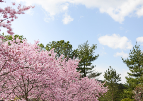 산림환경 연구원 벚꽃1