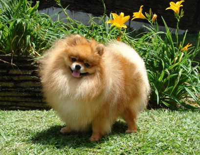 정원에서 사진 촬영을 하는 저먼 스피츠.