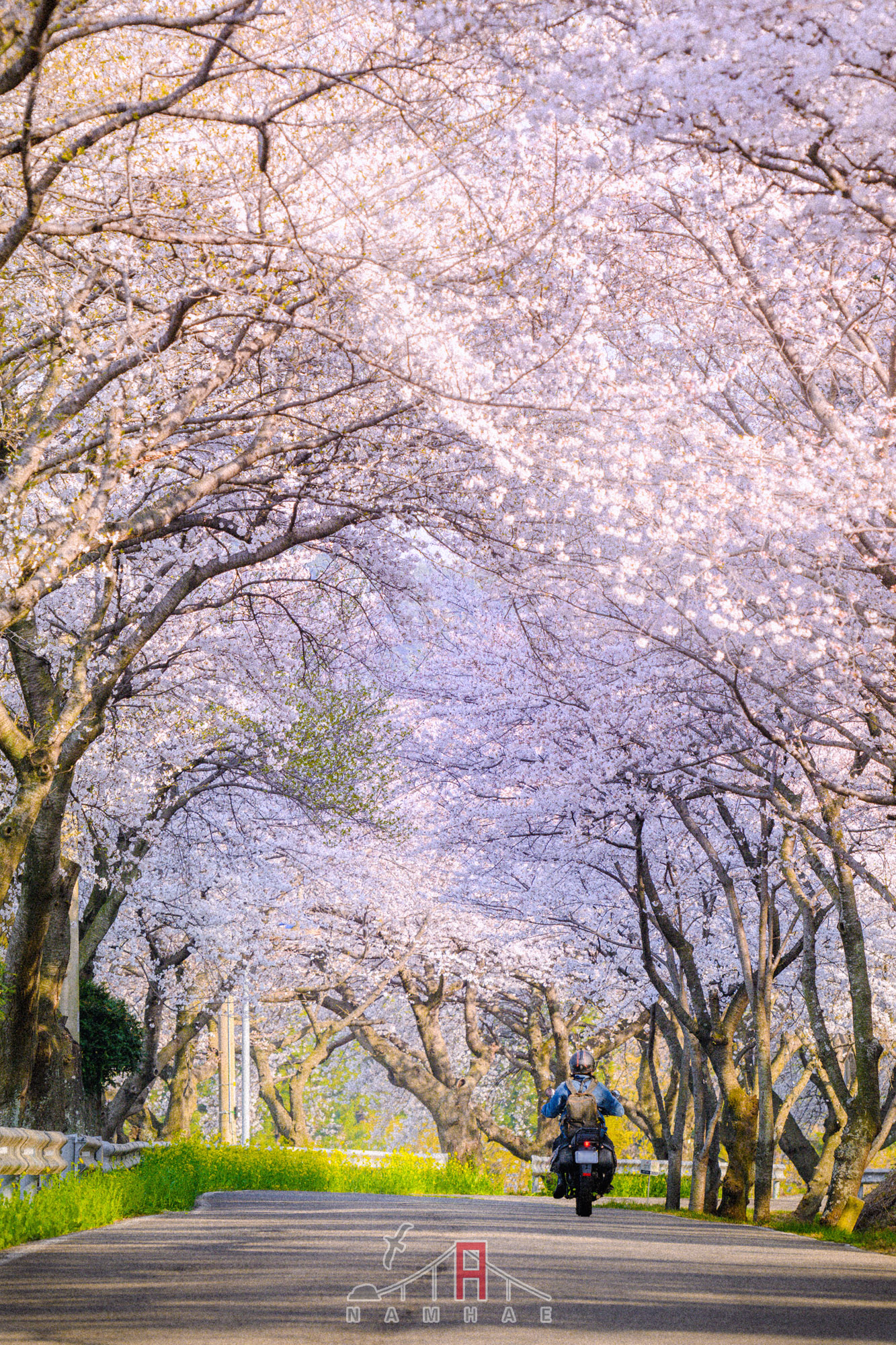 남해군 설천면 왕지마을 벚꽃 터널