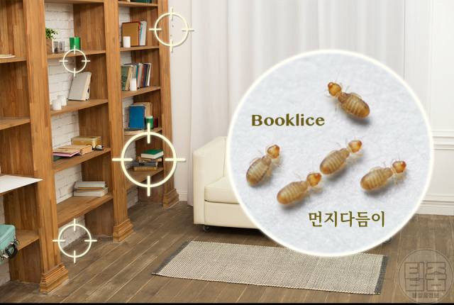 먼지다듬이 퇴치 먼지다듬이생기는이유