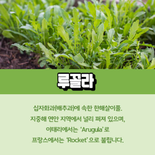 루꼴라