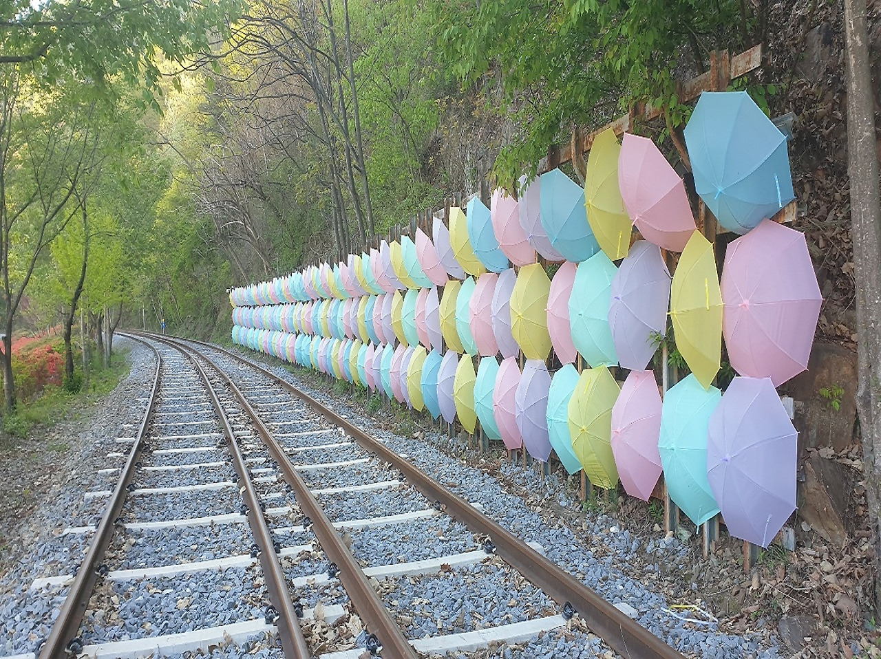 곡성 세계장미축체