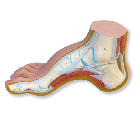 발바닥 통증의 원인