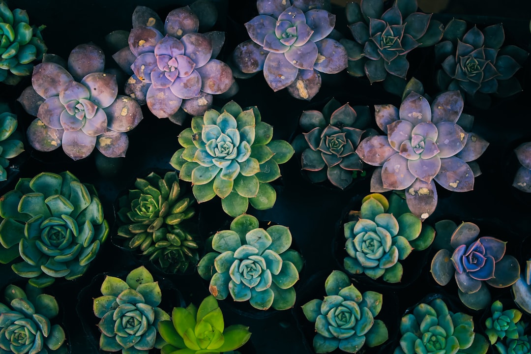 Succulent.