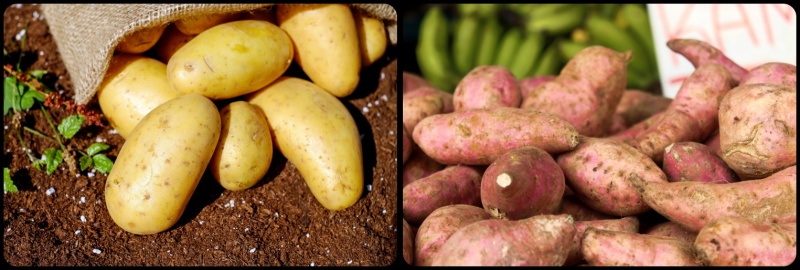 감자와 고구마 사진입니다.