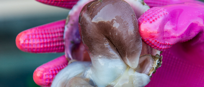 남당항새조개축제