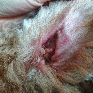 빨갛게 부어오른 강아지 귀사진