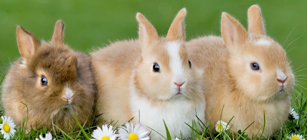 가족동물원 동물사진