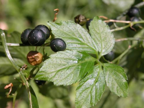 AMPK 당뇨 비만 고지혈증 효소 커큐민 레스베라트롤 카테킨 베르베린 돌외 잎 추출물 액티포닌 라이프익스텐션 쏜 스완스 life extension swanson amp-k thorne poly resveratrol