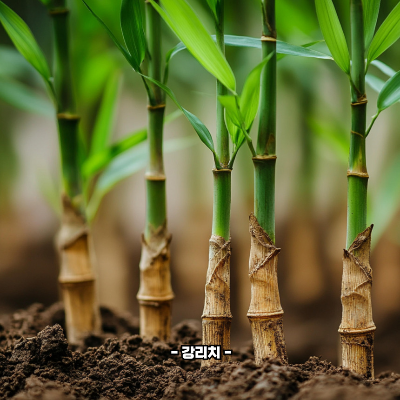 대나무 죽순 효능