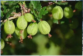 구스베리 재배 가시 관리 통풍 확보 열매 보호_4