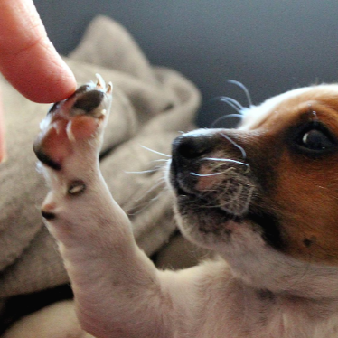 앞 발을 들어 사람 손을 만지는 강아지